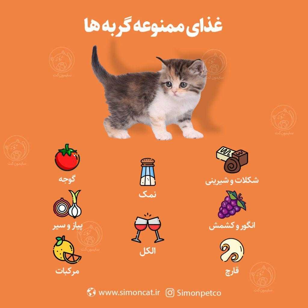 غذاهایی که گربه نباید مصرف کند