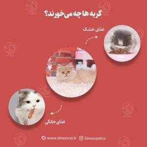 گربه ها چه میخورند