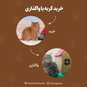 خرید گربه یا واگذاری