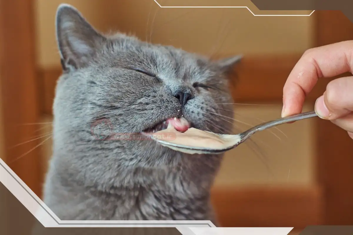 در صورت مصرف گربه از مواد غذایی ممنوعه چه کنیم؟