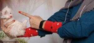 دعوا کردن گربه