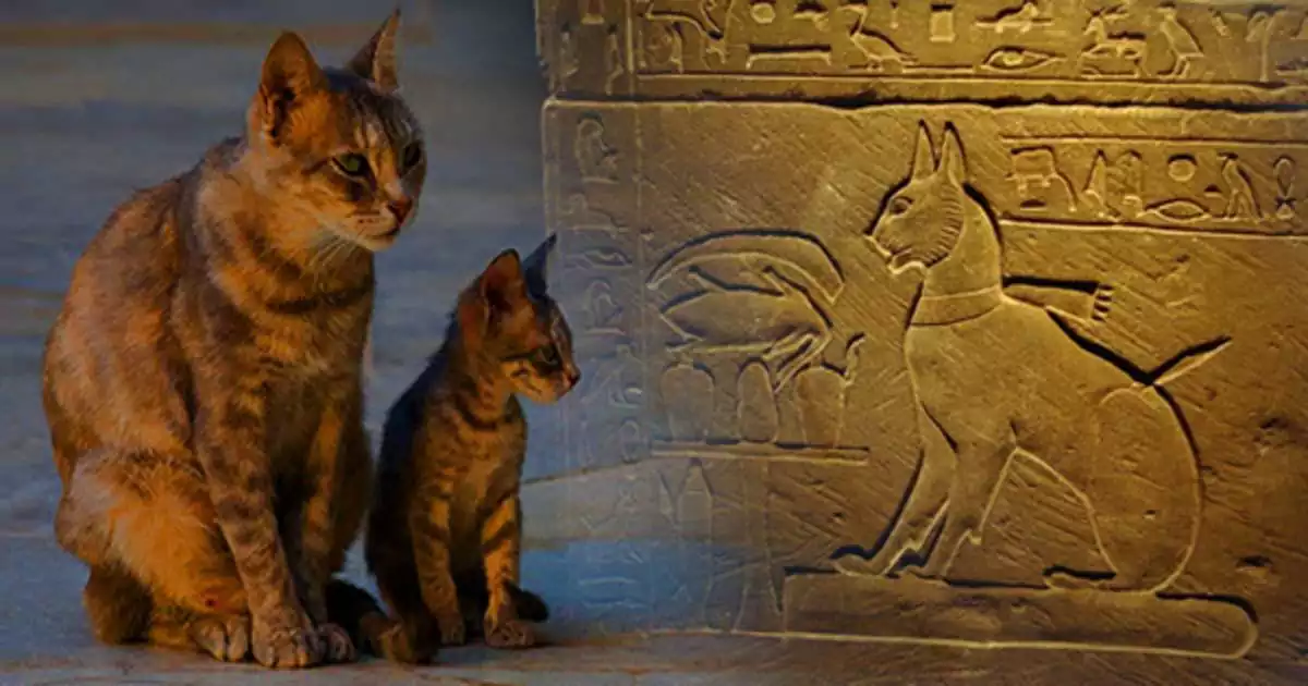 دیوار نگاره با موضوع گربه