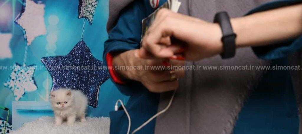 چه زمانی به گربه ها غذا بدهیم؟