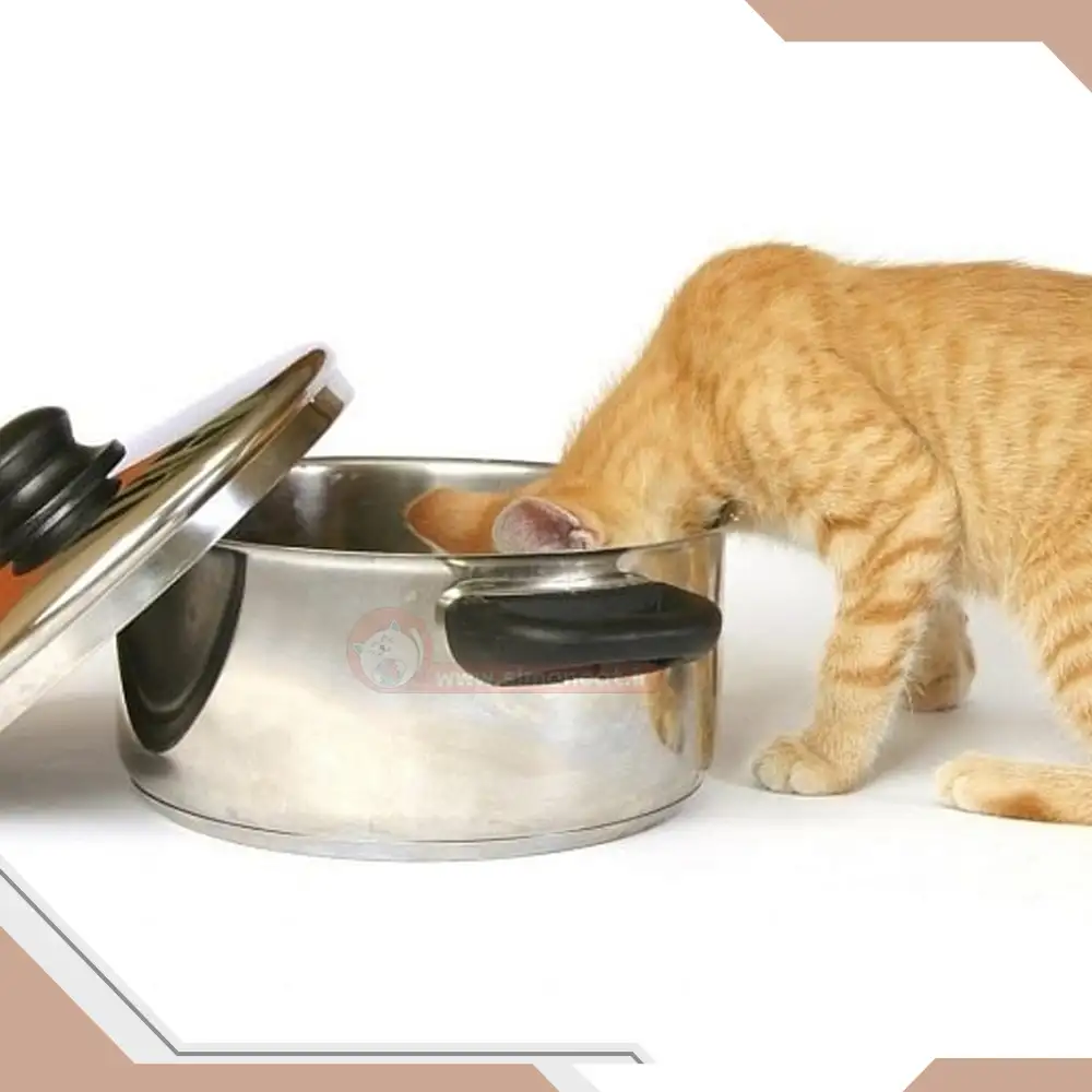 غذا هایی که گربه بدش می آید