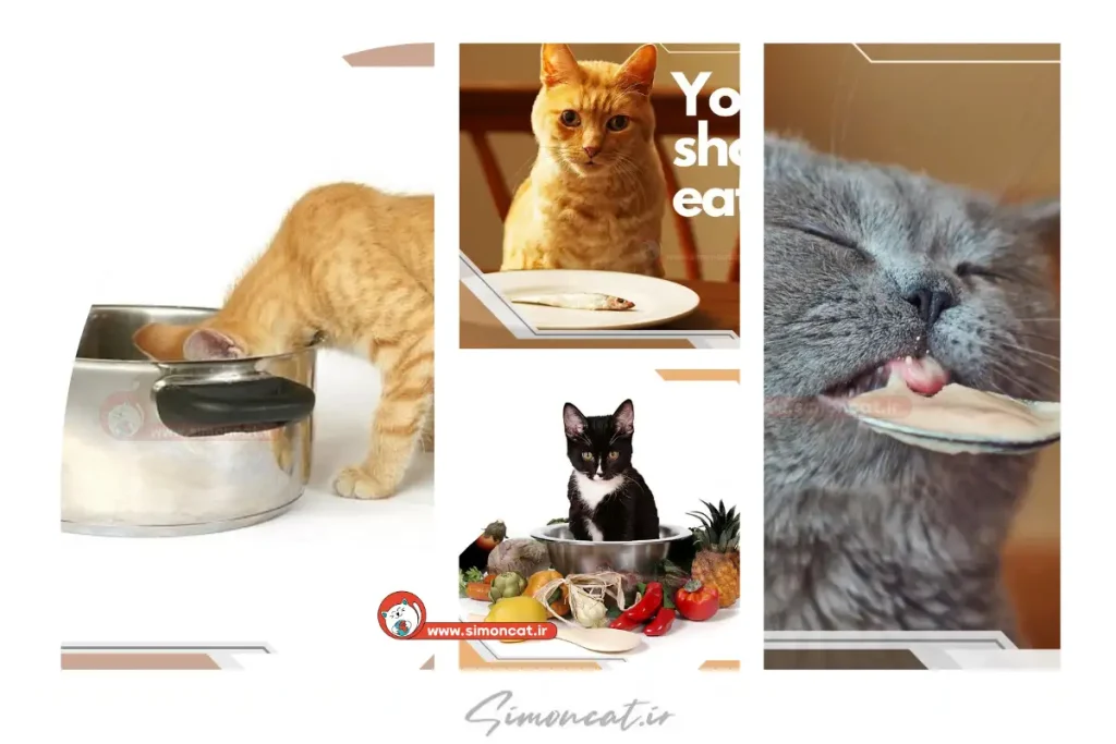 غذاهای ممنوعه برای گربه