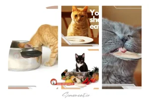 غذاهای ممنوعه برای گربه