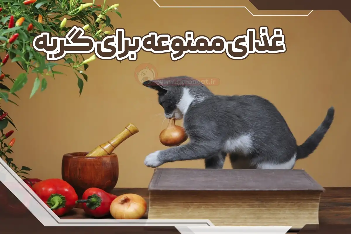 غذای ممنوع برای گربه