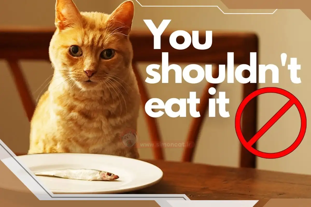 مواد غذایی مورد نیاز گربه