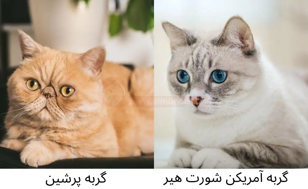 نژاد اگزوتیک، ترکیبی از پرشین و آمریکایی مو کوتاه
