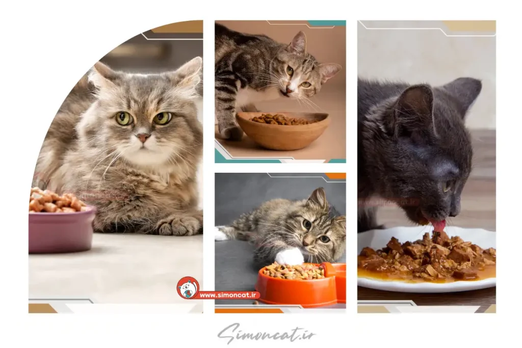 چه زمانی به گربه ها غذا بدهیم؟