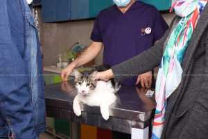 7 اقدام ضروری قبل از ورود گربه به خانه