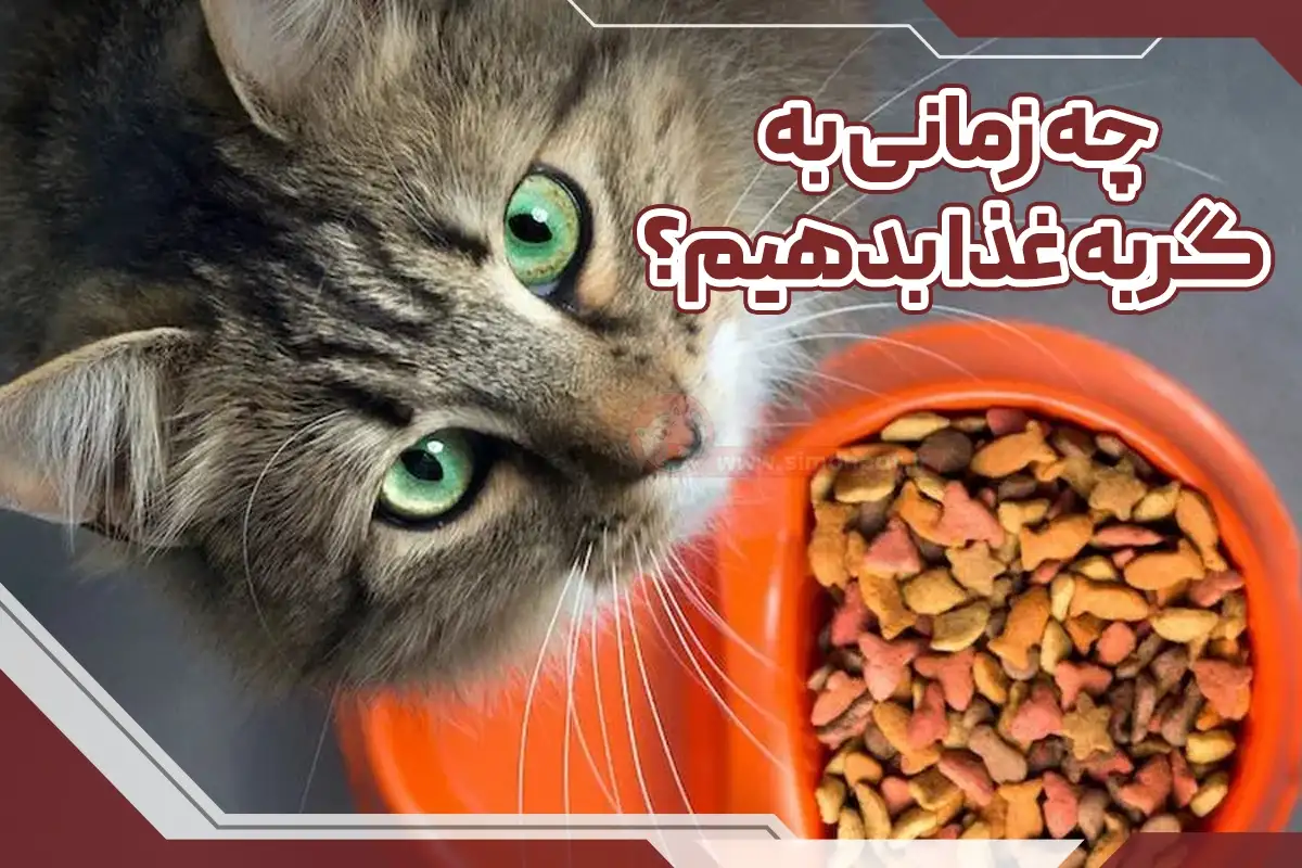 کی به گربه غذا بدیم
