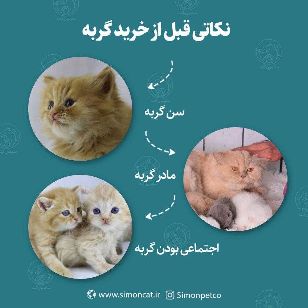 نکاتی قبل از خرید گربه