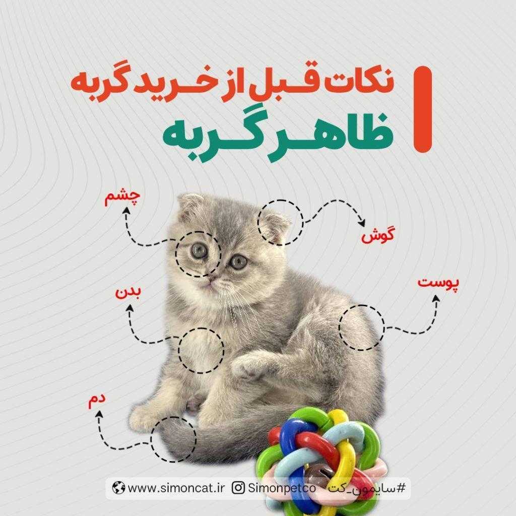 نکات قبل از خرید گربه ظاهر گربه