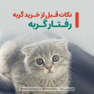 نکات قبل از خرید رفتار گربه