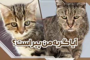 آیا گربه من پیر است؟
