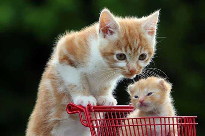 خرید گربه بصورت غیرحضوری