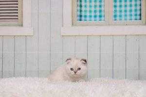 خرید گربه آنلاین