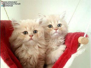 پرورش دهنده گربه