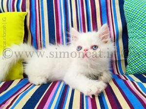 از سر تا دم گربه