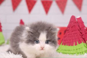 قلب گربه