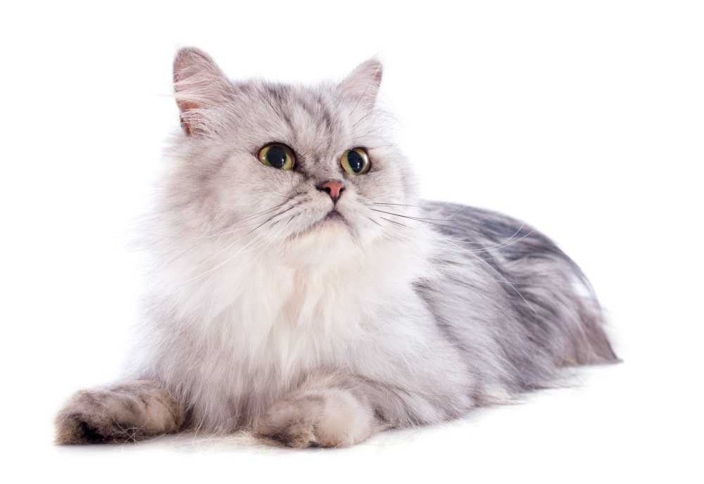 پرشین کت