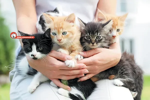پرورش دهنده حرفه‌ای گربه