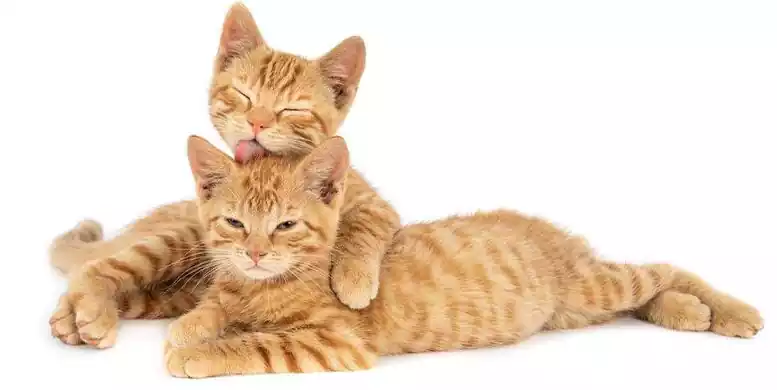 گربه نر یا ماده کدام را انتخاب کنم