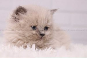 گوش گربه