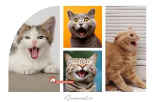 معنای صداهای گربه