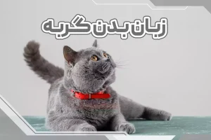 زبان بدن گربه