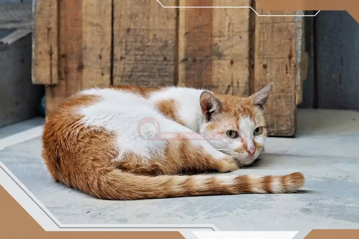 گربه خوابیده