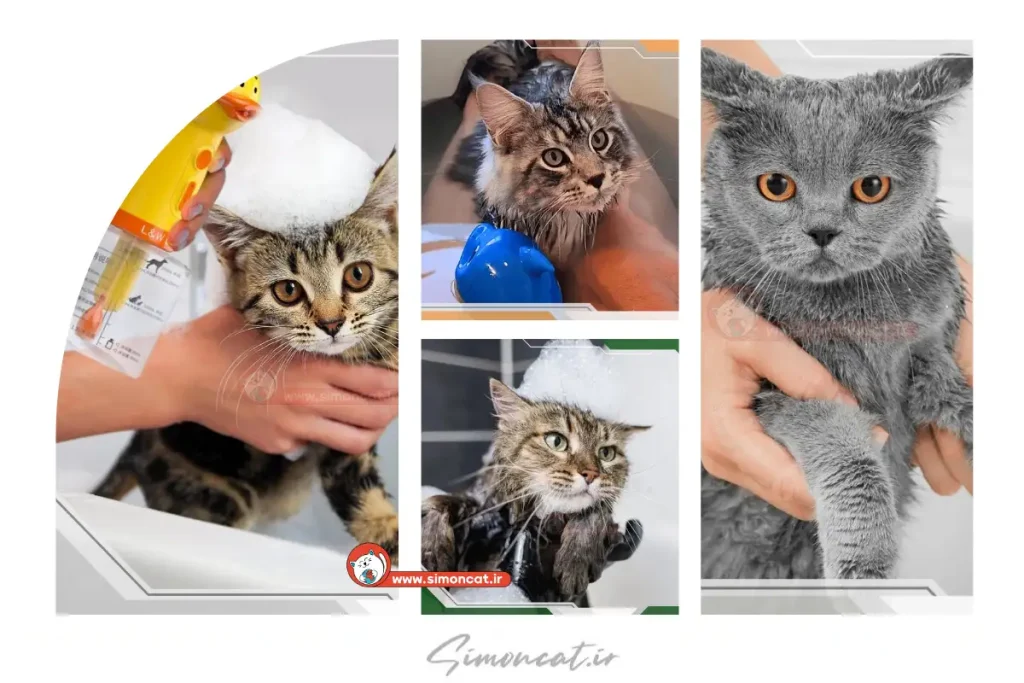 آموزش کامل شستن و حمام کردن گربه