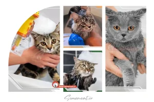 آموزش کامل شستن و حمام کردن گربه