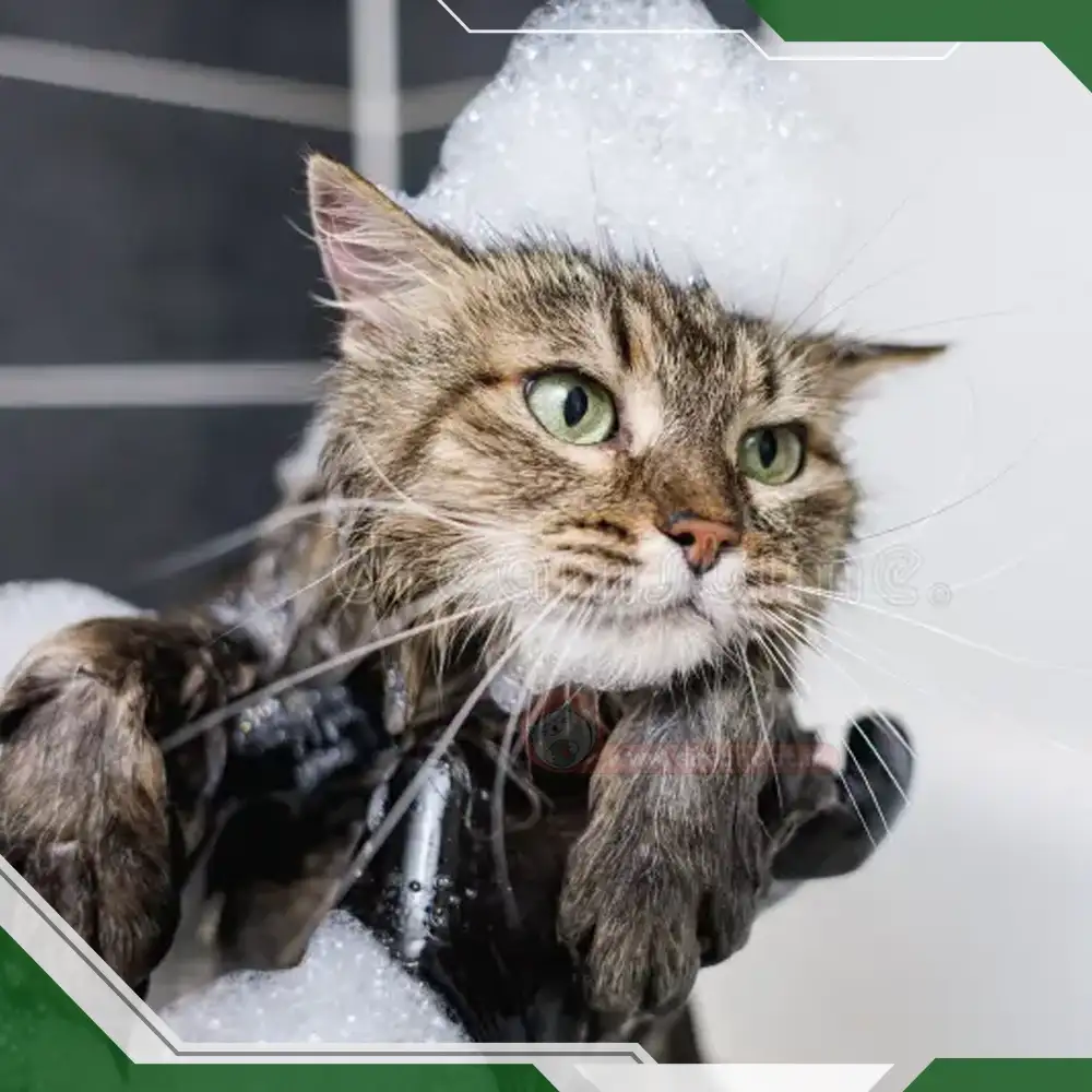 آیا لازم است گربه را حمام کنید؟