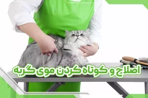 اصلاح و کوتاه کردن موی گربه