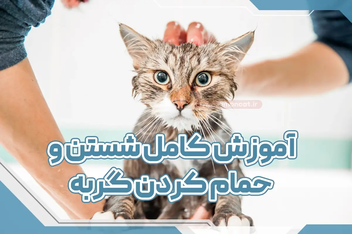 اموزش شستن گربه