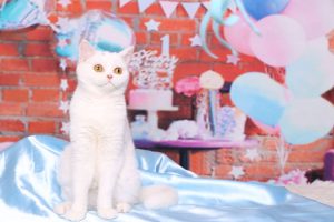 گرفتن تولد برای گربهها