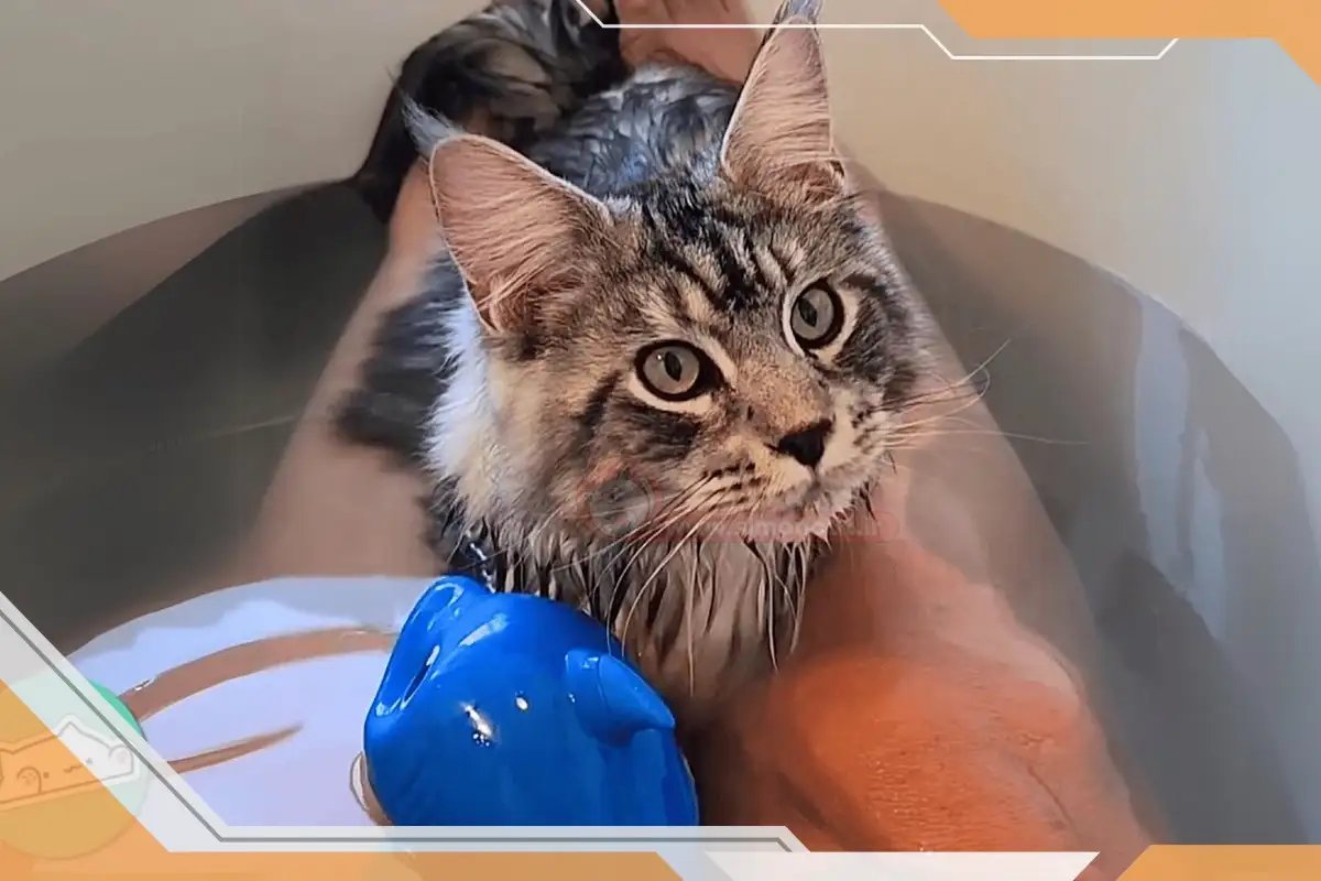 مضرات شستن گربه