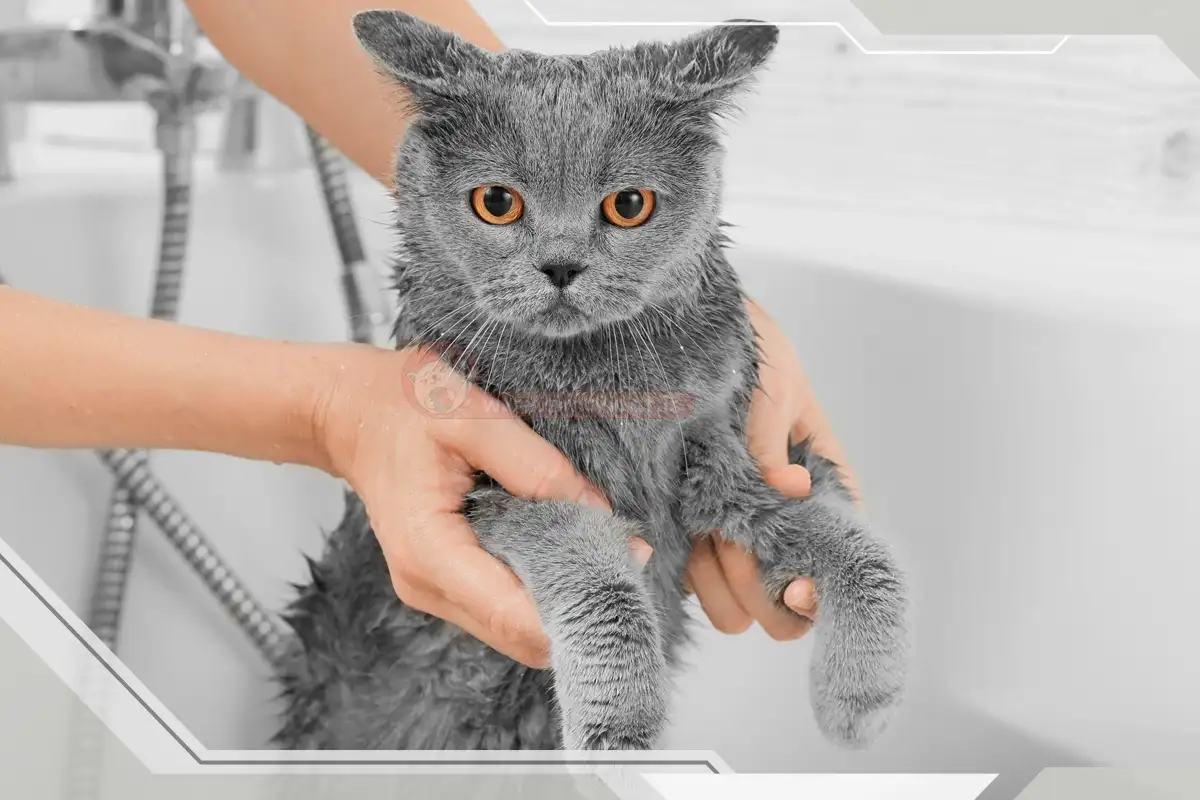 پس از شستن گربه چگونه آن را خشک کنیم؟