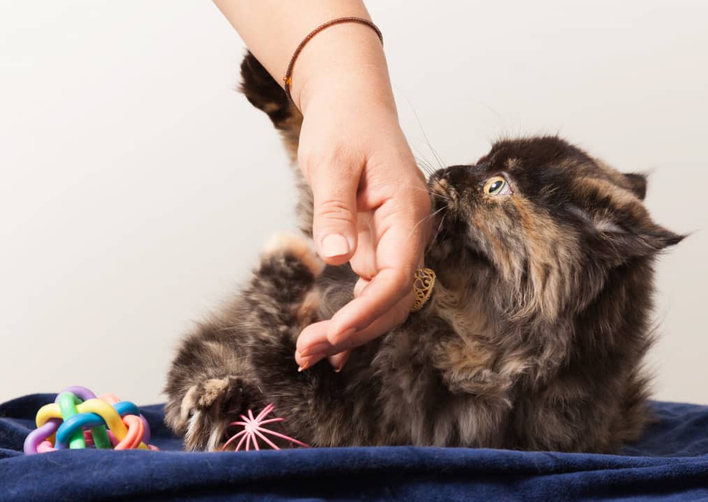 چگونه ریزش مو را در گربه کنترل کنیم