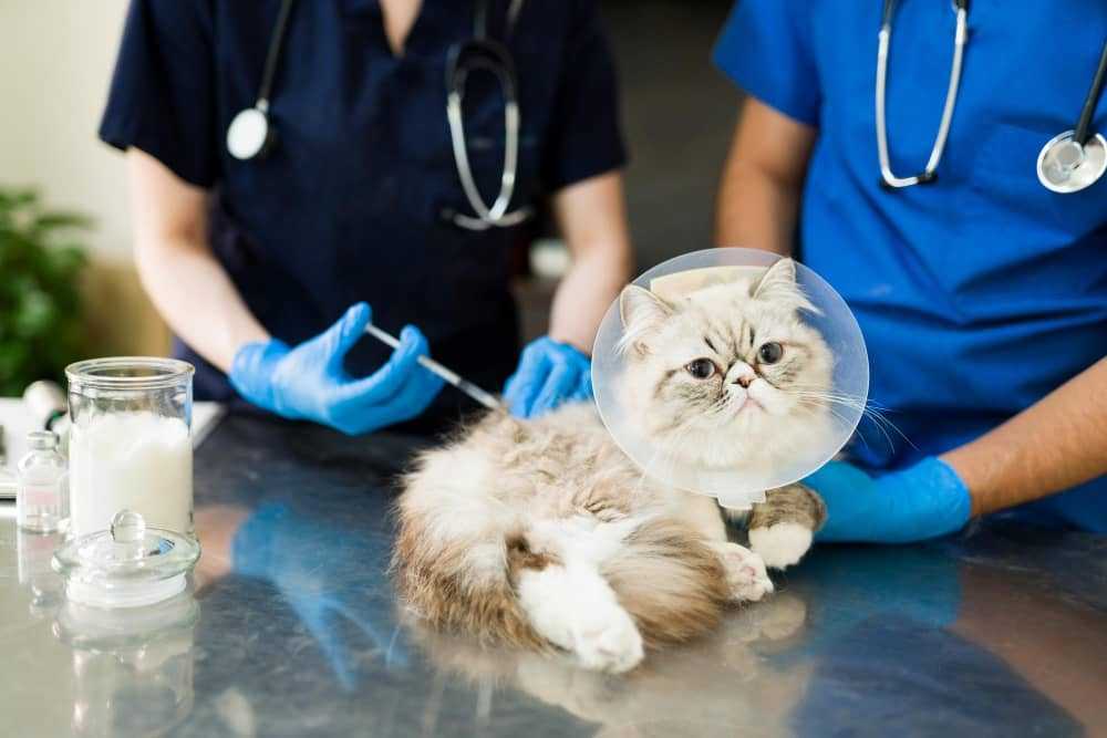 واکسن گربه 