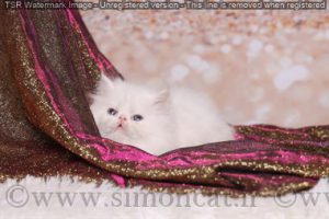 نژاد سوپر فلت پرشین