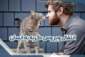 انتقال ویروس کرونا از گربه به انسان