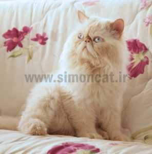 هیمالین ردپوینت