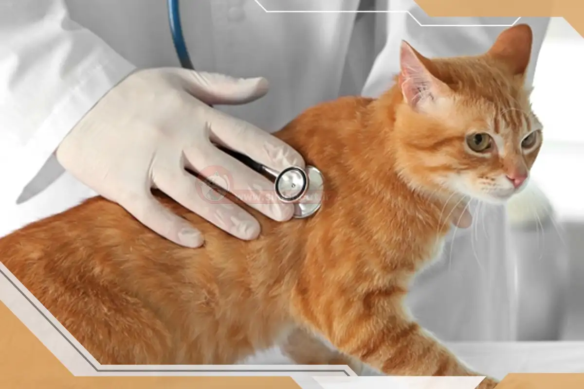 آیا اتاق انتظار یک کلینیک دامپزشکی می تواند معیار سنجش باشد؟