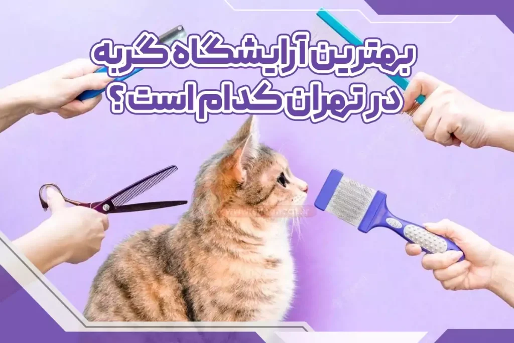 بهترین آرایشگاه گربه در تهران کدام است؟