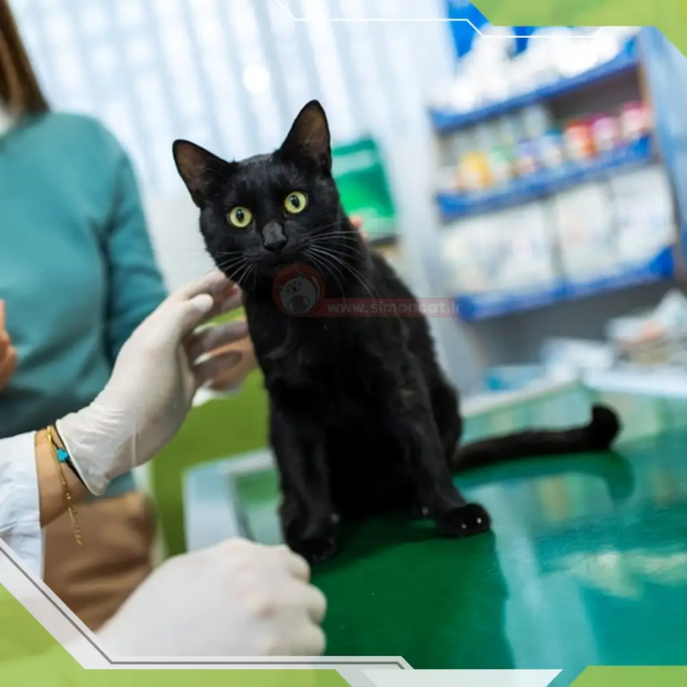 رفتار پرسنل کلینیک دامپزشکی تاثیری بر درمان گربه ام دارد؟