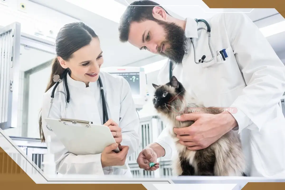چرا باید یک دامپزشک متخصص ، گربه ام را ویزیت کند؟