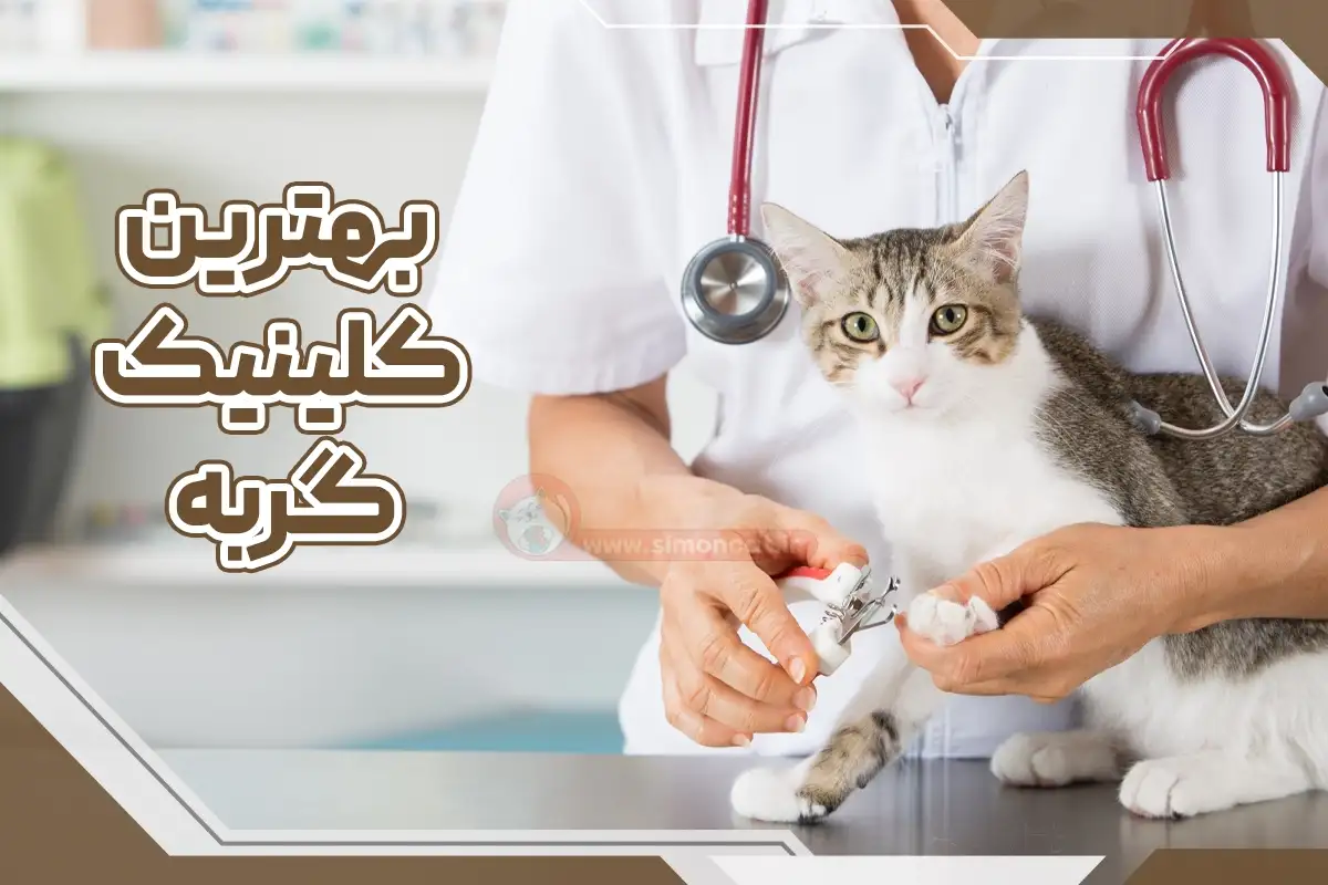 کلینیک گربه